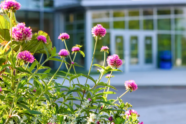 Flowers in front of the Robinson Student Career Center