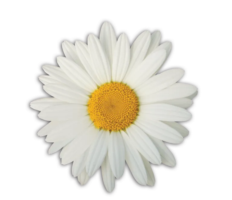 Solo Daisy 