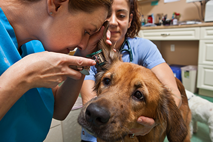 Veterinary Technology